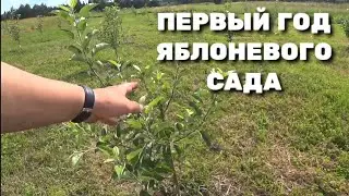 Первый год яблоневого сада