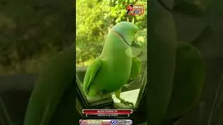 parrot lover/parrot video/cute parrot shorts