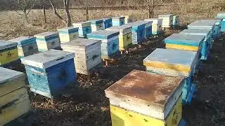 Пасека  26 марта