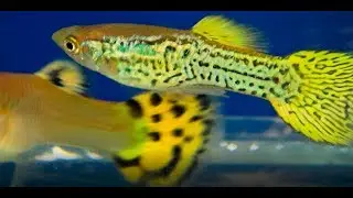 ГУППИ!Poecilia reticulata
