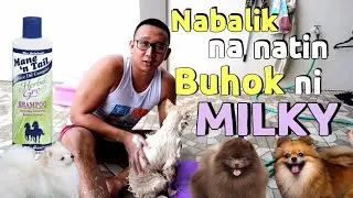 Ngayon Natin Malalaman Kung Effective Ba Talaga Sa Aso Ang Hair Grower Na Mane and Tail 🐕🐶