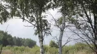 Дачный поселок Вороново, Минское шоссе 115 км, от 20 000 руб./сотка