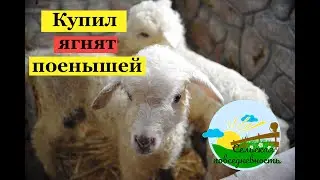 Пополнение в хозяйстве, купил ягнят поенышей. Кормление ягнят.
