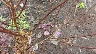 Потери за прошедшую зиму