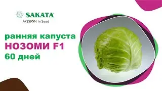 Капуста НОЗОМИ F1 - ранняя и урожайность на высоте! #семенакапусты #ранняякапуста #нозомисаката