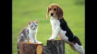 Animal intelligence l Animal funny videos