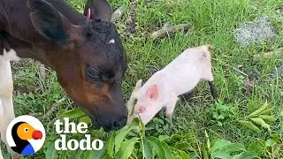 Rescued Tiny Piglet And Baby Cow Adopt Each Other | The Dodo Odd Couples