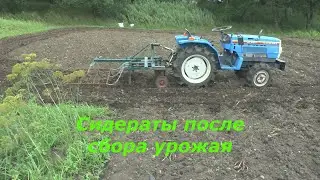 СЕЕМ ОВЁС. Сидераты после сбора урожая.