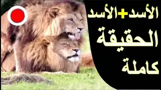 مدهش...لن تصدق كيف تتزاوج الأسود الذكور مع بعضها  - لن تُصدق الحقيقة !! /  عالم الحيوان