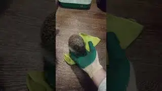 Ёжик не узнал хозяина((( [Hedgehog against the owner]