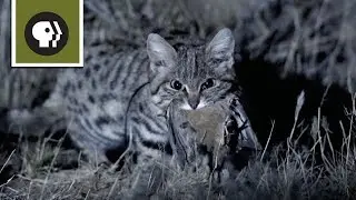 Meet the Deadliest Cat on the Planet