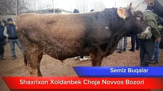Semiz Buqalar Narxlari Shaxrixon Xoldanbek Choja Novvos Bozori 19_12_2023