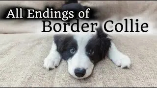 Border Collie: All Endings