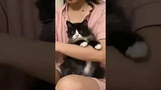 На это можно смотреть ВЕЧНО!! Смешные Кошки и Собаки! 😂😂😂 