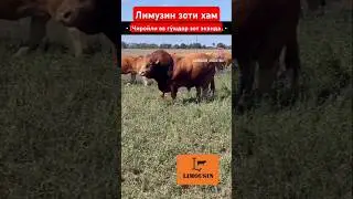 Бука бокиш сирлари 
