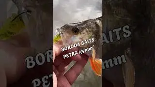 КАБАНЧИК НА СЛАГИ | ЛОВЛЯ ОКУНЯ НА BORODA BAITS #спиннинг #ловляокуня #микроджиг #рыбалка