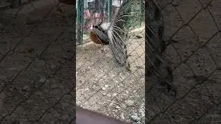 Павлин дружит с страусом!!!🤢.