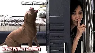 MOMEN YANG MENYENTUH ! ANJING PITBULL MENANGIS SAAT DITINGGAL PERGI PEMILIKNYA | HEWIE PITBULL