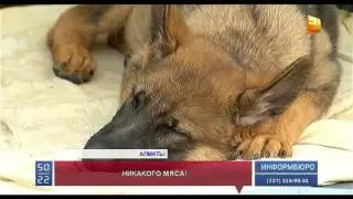 Руководство алматинского птичьего рынка опровергло слухи о торговле мясом собак и кошек