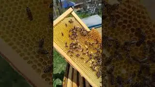 с чего несут нектар?!