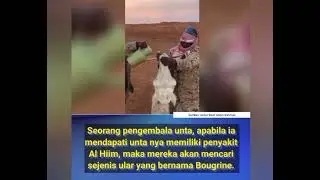 Mengobati unta yang kena penyakit al hiim