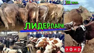 Бугун бозорда сигирлар тулиб кетти. Китоб мол бозори. Кириб томоша килинг 