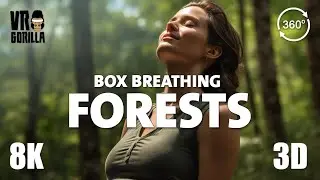 VR Relax (short) - Box Breathing Exercise (4-4-4-4) Forests - 8K 3D 360 VR