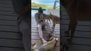 2 hands but 3 dogs