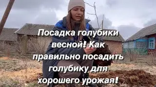Посади голубику правильно и получишь хороший урожай ягоды! Посадка голубики весной! Посадка голубики