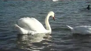 Евпатория Лебеди