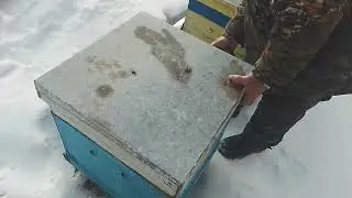 Пасека 19 февраля осмотр пчелосемей