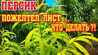 ПЕРСИК/Хлороз листьев/Что делать???