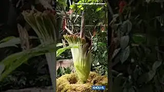 Time-lapse of Meg the corpse flower at Houston Museum of Natural Science #shorts