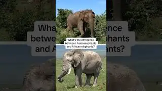 Can you tell the difference? #naturepbs #wildlife #animalshorts #elephant #stem