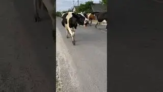 I wanted to plant on the horns #cows #farm #withme