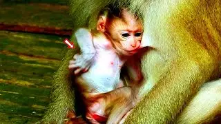 Cute style sucking milk tiny baby monkey so adorable sucking more