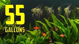 The BEST Ideas for Your 55 Gallon Aquarium