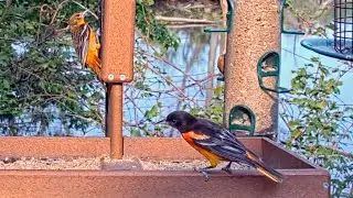 Baltimore Oriole Pair Make Appearance at the 