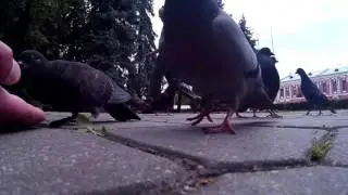 голуби в Бобруйске, кормим семечками, отдых в сквере
