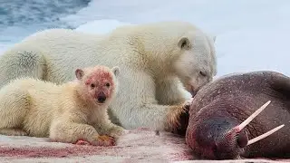 From a furball to the Largest PREDATOR: Polar Bear!