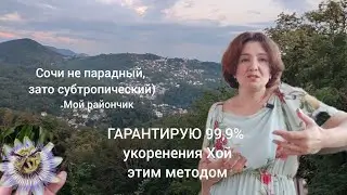 Прогуляемся? Секрет успешного укоренения хойи.