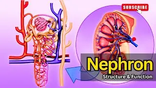 Nephron Structure & Function EXPLAINED || Nephron structure | Nephron function|  Nephron class 12