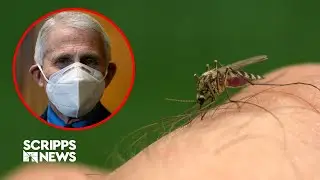 Dr. Fauci among hundreds who've contracted West Nile virus amid spike in cases