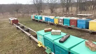 23 февраля, приехал на пасеку