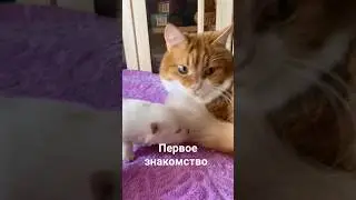 Кот бесподобный ❤️❤️❤️ #собака #шпиц #животные #pomeranian