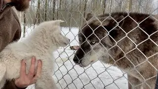 Волэнд Лис покинул Парк Волков 🐺  Акела как всегда неотразим!!!