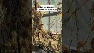 СДЕЛАЙ ЭТО ОСЕНЬЮ в ТЕПЛИЦЕ, если хотите БОГАТЫЙ УРОЖАЙ в 2025 году #огород #удобрение #урожай