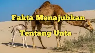 5 Fakta menanjubkan tentang hewan unta berikut faktanya