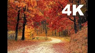 [4K] Autumn Leaves | Drone Aerial View | Free Stock Footage | Free HD Videos - No Copyright