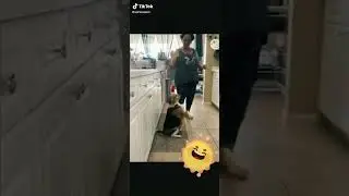 пёсик танцует с хозяйкой 